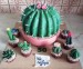 dort kaktus s malými